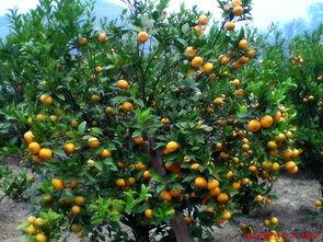 马水桔种植技术视频,马水桔种植技术要点解析