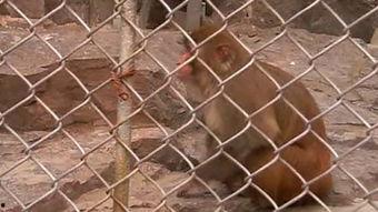 zoo异族视频,Zoo异族视频深度解析